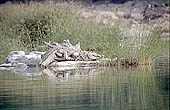 Panna National Park, Chattarpur, Madhya Pradesh